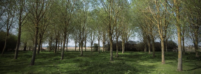 What to Plant on a Septic Tank Soakaway