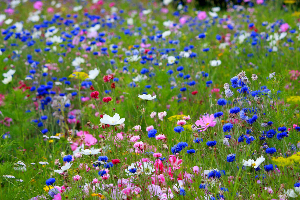 Wild flowers gardening